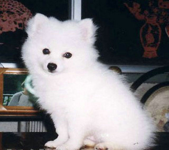 高品质 银狐幼犬 日本仲犬 包健康纯种
